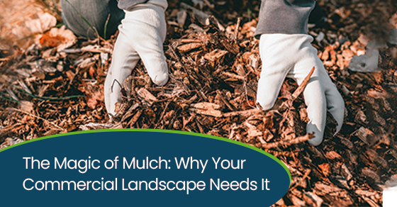 The magic of mulch: Why your commercial landscape needs it